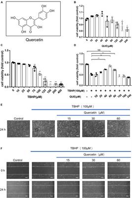 Quercetin Suppresses Apoptosis and Attenuates Intervertebral Disc Degeneration via the SIRT1-Autophagy Pathway